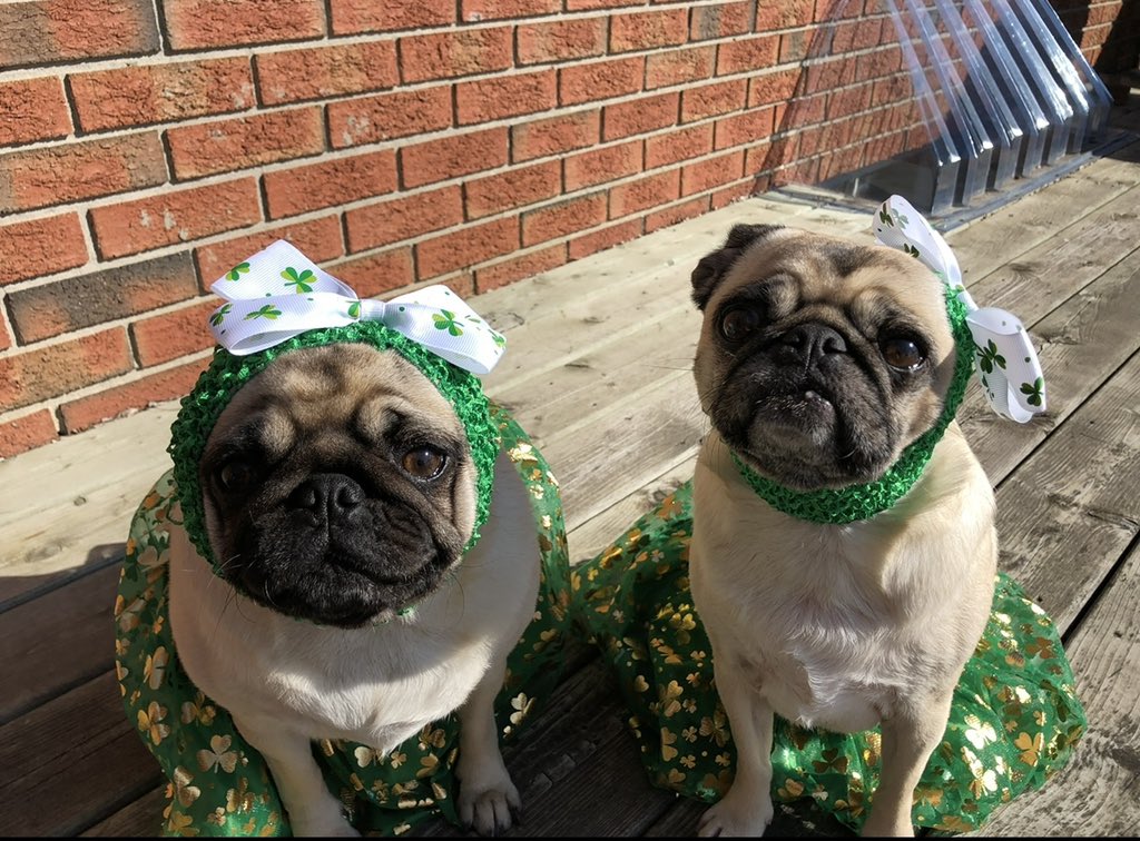 lsledz_MRO's tweet photo. Happy St Patrick’s Day ☘️💚 https://t.co/1wIosHpR5o