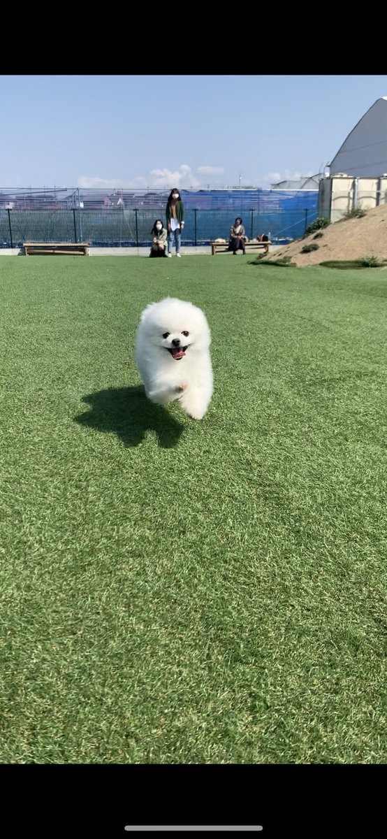 Hynnna2's tweet photo. #아미의_반려동물_자랑대회
우리모찌 씬났네🐶😇😇
다음에 또 가자ㅠㅠ 긔여워ㅠㅠㅠ https://t.co/NSK8kzkCUb