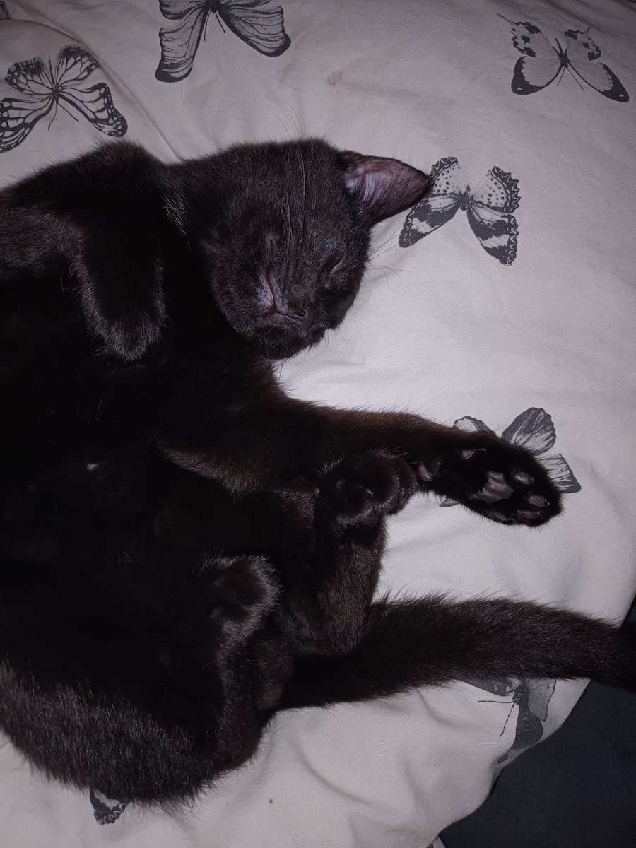 MrMAGIC72014978's tweet photo. #CuteCats #blackcats #SillyKiitten 
I was trying to cheer mommy up last night cos da #MonstersInHerMind was being very very cruel so I did a #CuteCroissant 
Would dis photo make u smile ? 
#TherepyKitten https://t.co/kjnIhmuaB8