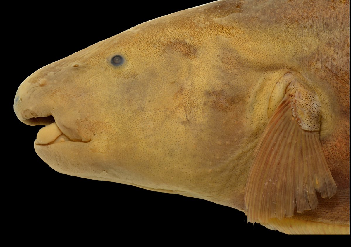 Davidefishes's tweet photo. Meet the newly discovered⚡️Tembeassu titanicus -> in allusion to its large size⚡️Electric fishes of this group co-occur in the Paraná River🌎where T. marauna and T. titanicus occupy different habitats @AgenciaFAPESP @NMNH #FreshwaterFishes #Biodiversity https://t.co/fwsyp9JoES https://t.co/IwotoWC08n