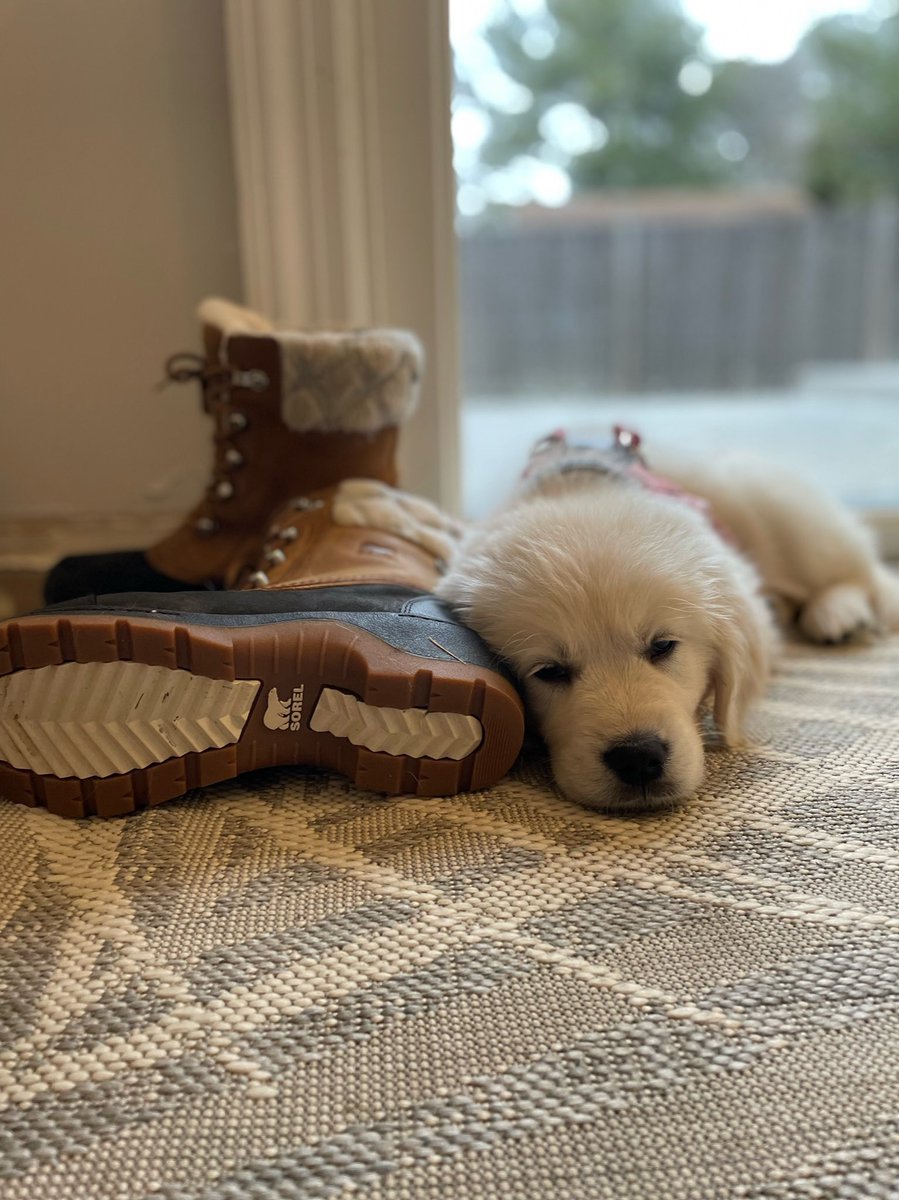 jforrrr's tweet photo. The cutest @sorelfootwear model you ever did see, am I right? https://t.co/mWC0MUQpg2