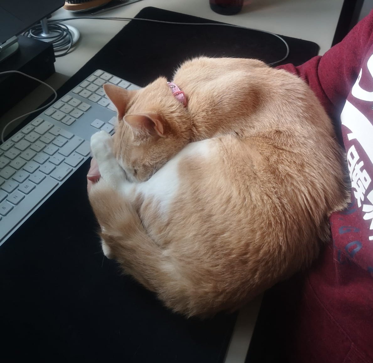 whiteboxwebby's tweet photo. @kvlly Can send you a picture of one of our cats just needing to be help to sleep earlier in the week. It was a nice comfort whilst suffering with covid, on the mend now and looking forward to the weekend :D https://t.co/mVYHO2I5RB