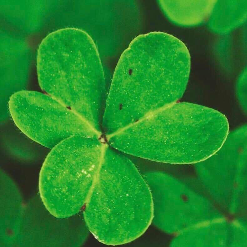 SixthStMusic's tweet photo. Happy St. Patrick’s Day! https://t.co/3LGMFUDlu4
