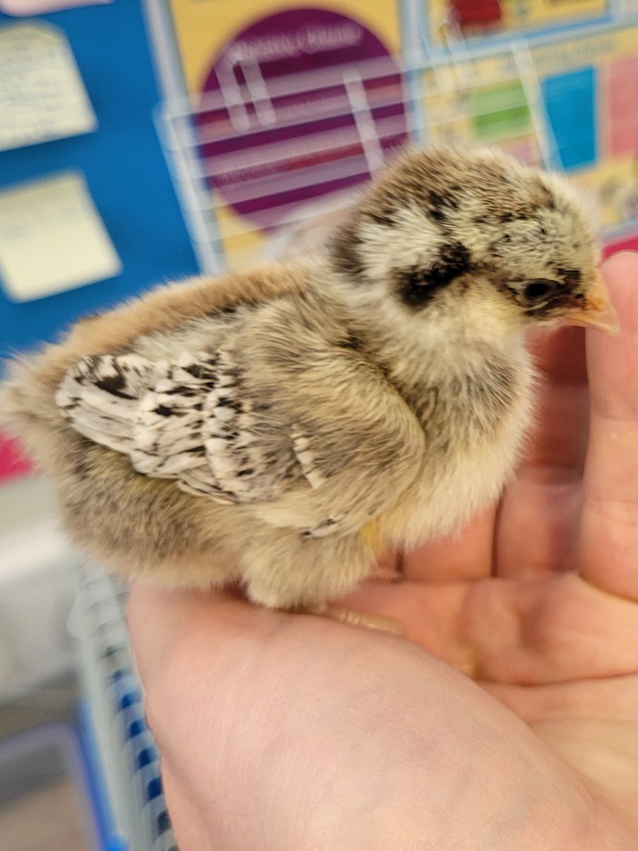 Foxes_Class's tweet image. We had our naming ceremony for the chicks this morning. Foxes class got to name three of the chicks, and @CrocClass named the others. Meet: Goldie (Hawn), Spongebob and Walter. (We think Walter has a future as a model.