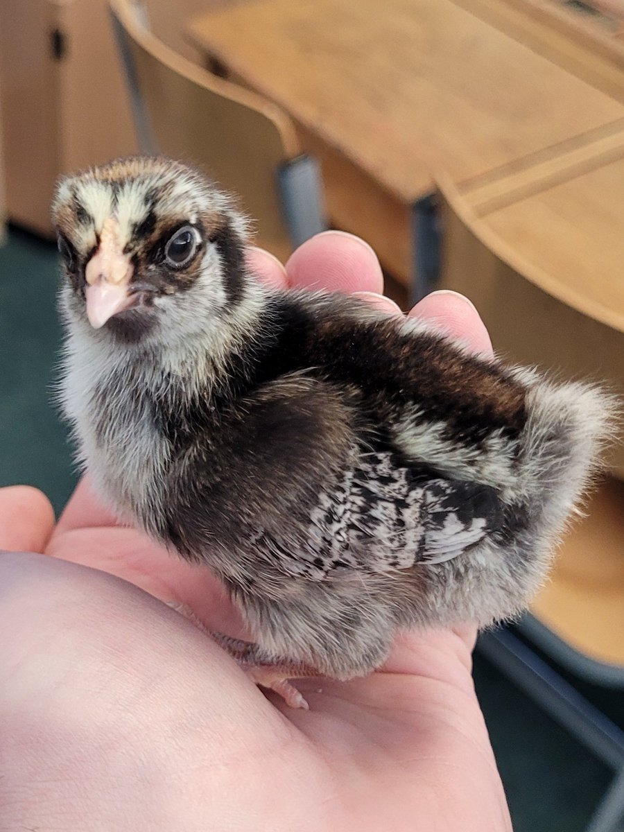 Foxes_Class's tweet image. We had our naming ceremony for the chicks this morning. Foxes class got to name three of the chicks, and @CrocClass named the others. Meet: Goldie (Hawn), Spongebob and Walter. (We think Walter has a future as a model.