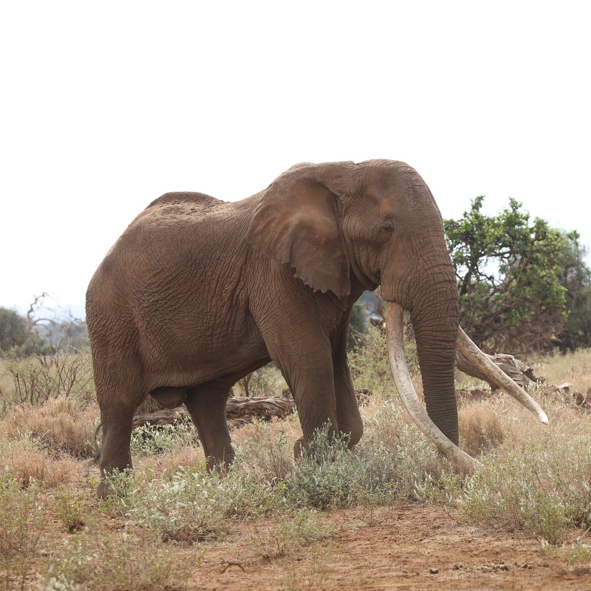 KWSKenya's tweet photo. Popular among visitors to Amboseli National Park, Tim had no shortage of fans the world over. As a huge male, he had an incredible and spirited personality. Friendly, polite, gentle, intelligent, and charismatic; so much so that many younger bulls looked up to him too. https://t.co/sFw7quOQGC