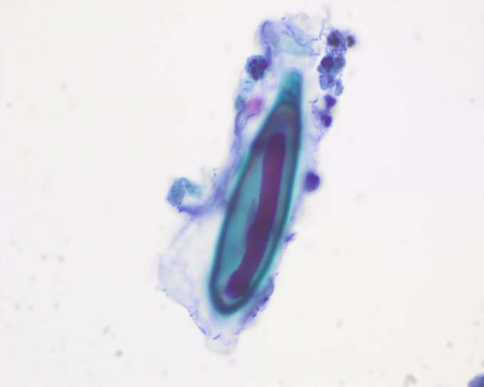 専用 細胞検査士 資格認定試験 筆記試験 過去問 11年分 分野別まとめ 参考書 Gruposignus Com Br