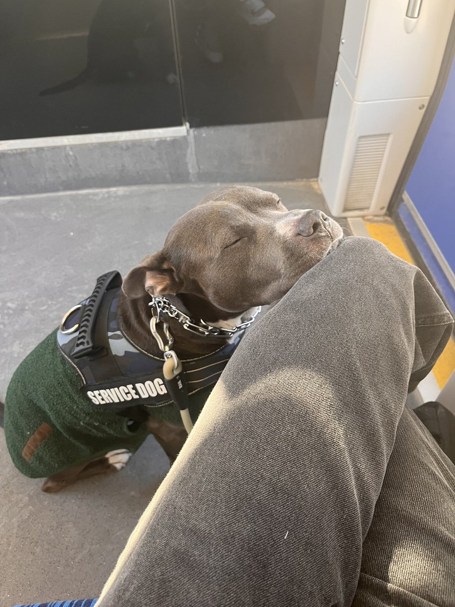 Laurier Dogs tweet media