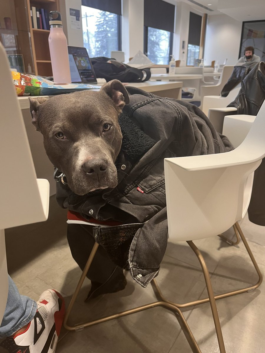 Laurier Dogs tweet media