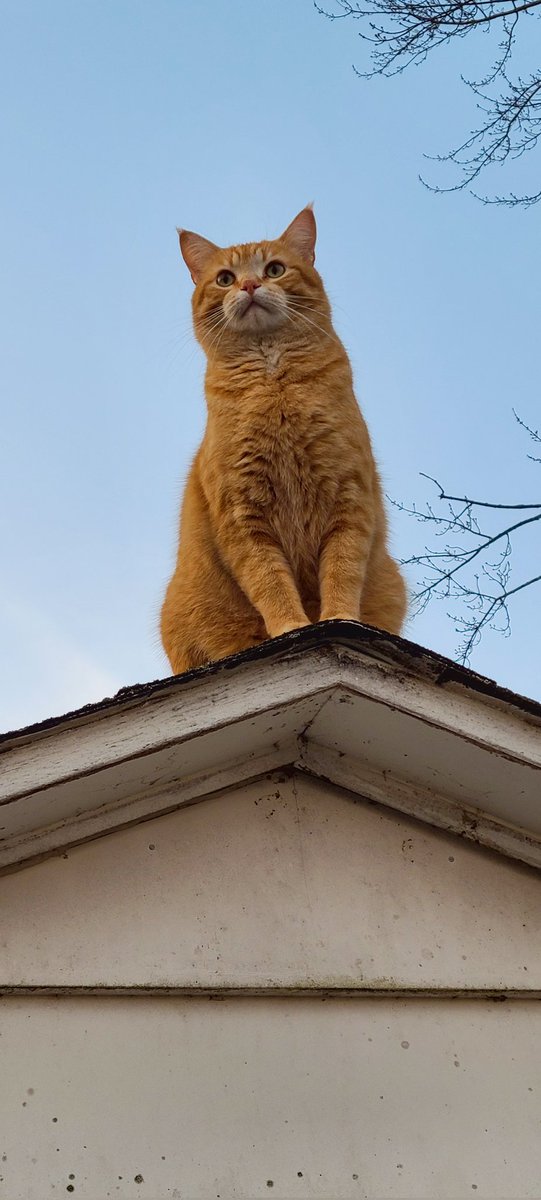 wolforion20's tweet photo. Crazy Kitty Jonesy Jones is just reminding everyone he's king ๐
#cat #cats #neko #CrazyKitty #regalcat https://t.co/j1rtFfVZVN