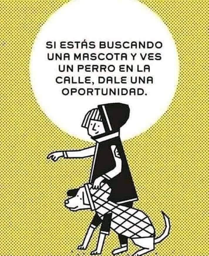 APES503's tweet image. #AdoptaNoCompres #nolosabandones