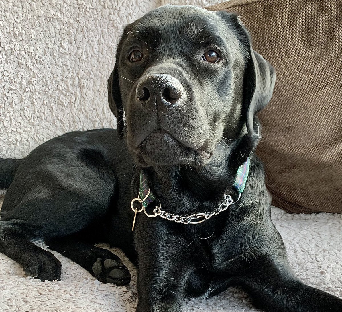 dogie_the's tweet photo. What’s that? I has Birfday soon? Ooh dis ver citing. Does Logie have pawty coming up too? #nearly1 #allgrowedup #logieexcited https://t.co/3QhLsi37Ph