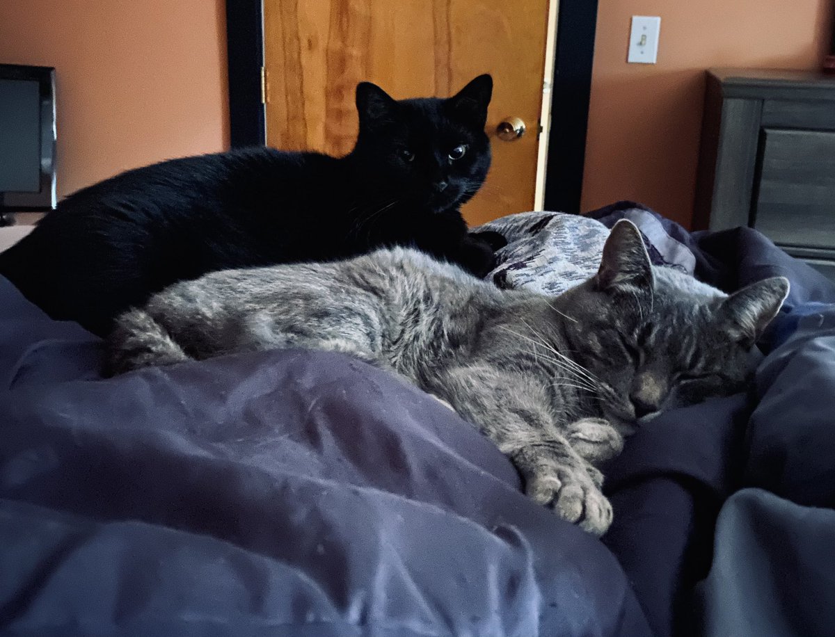 IsntThatBethhh's tweet photo. @901Lulu Here’s Binx &amp; Lulu���� https://t.co/FDLbvEc7WV