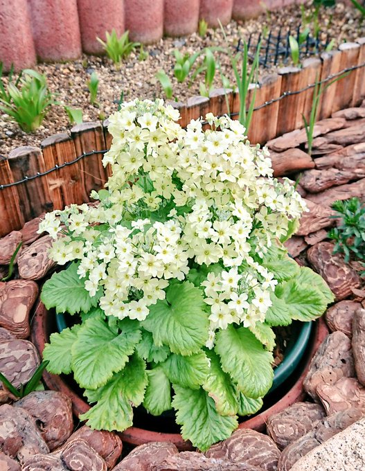 冬を乗り越えたウィンティーもようやくモリモリしてきた🌼🌼💕 