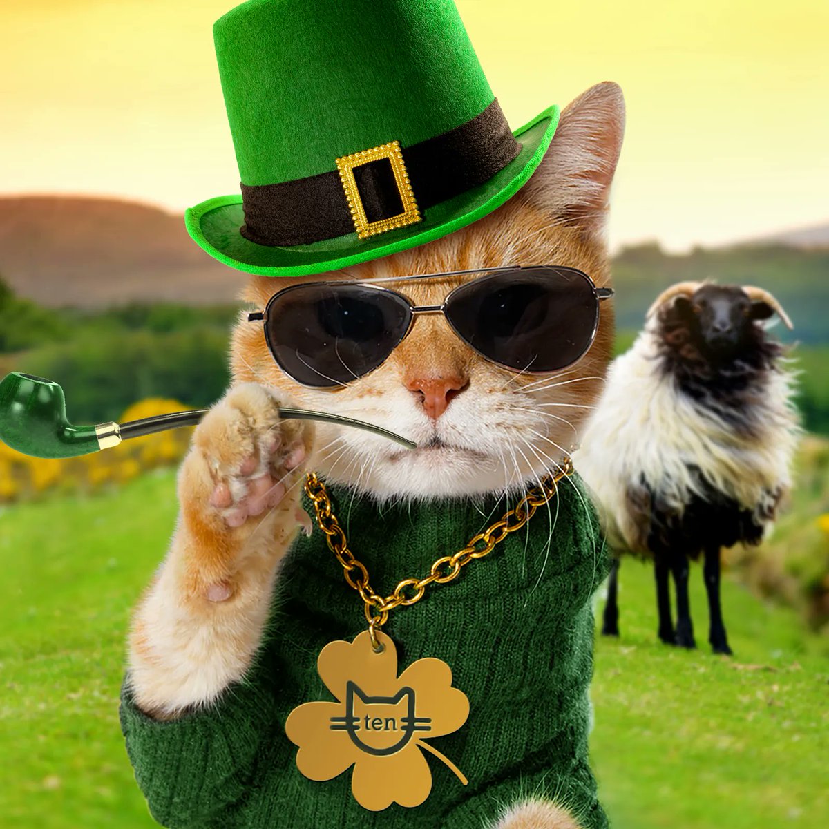 Happy St. Catrick’s Day 🍀 I’m feeling lucky to be fixed, today and every day. 

#stpattysday #stpattysday2022 #cathumor #itsneuteredscooter #catperson #scootertheneuteredcat