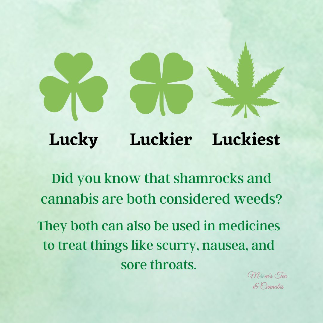 Did you know that shamrocks and cannabis are both classified as weeds? Yet, they both can be ground down and made into a medicine that can help with scurry, nausea and sore throats.
#stpatricksday #saintpattysday #weargreen #smokegreen #weeds #shamrock #cannabis #healingplants