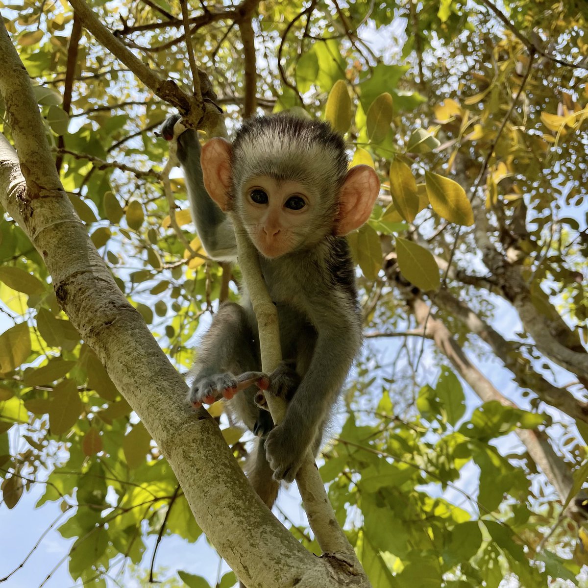 #throwbackthursday to orphan #vervet Kalumbila learning to climb and balance under the specialized care and love of the #ZPP Care Team 🐒🌿 #zambia #primate #wildiferescue