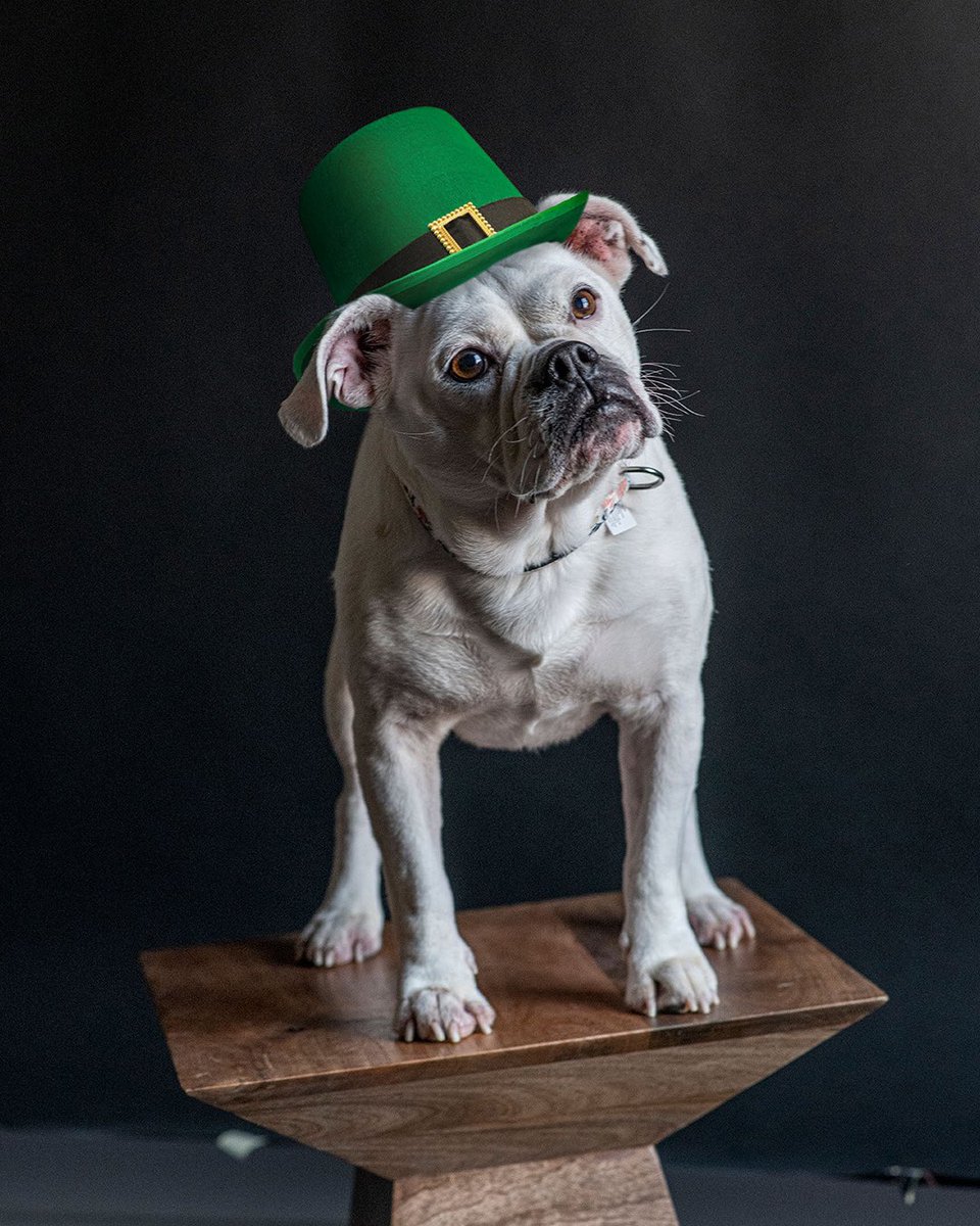 Happy St. Patricks Day from Team Splendor! Our "Furnancial Analyst," Maggie, wishes you a day filled with some shamrocks, some luck, and some soda bread! 🍀