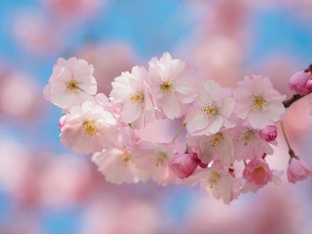 Cherry blossom 🌸 🌸 🌸 🌸 🌸 🌸 🌸 🌸 🌸