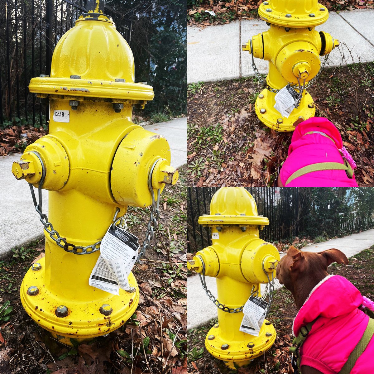 KimKlingler's tweet photo. There is just something about a #new #firehydrant 💝 #thankyou @ArlingtonDES @ArlingtonVA 👍

#newfirehydrantsmell with #CocoTheQueenBee &amp; #ColumbiaPikePartnership https://t.co/0QZTT2gOmr