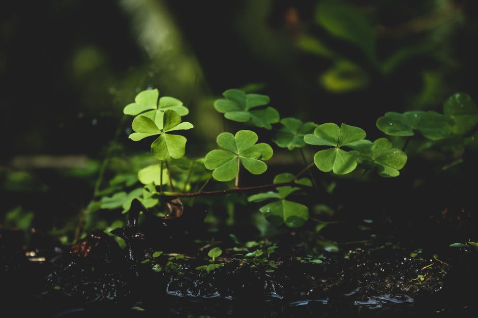 TownOfTimnath's tweet photo. Have a happy St. Patrick's Day from the Town of Timnath! https://t.co/BN3r6ktAX8