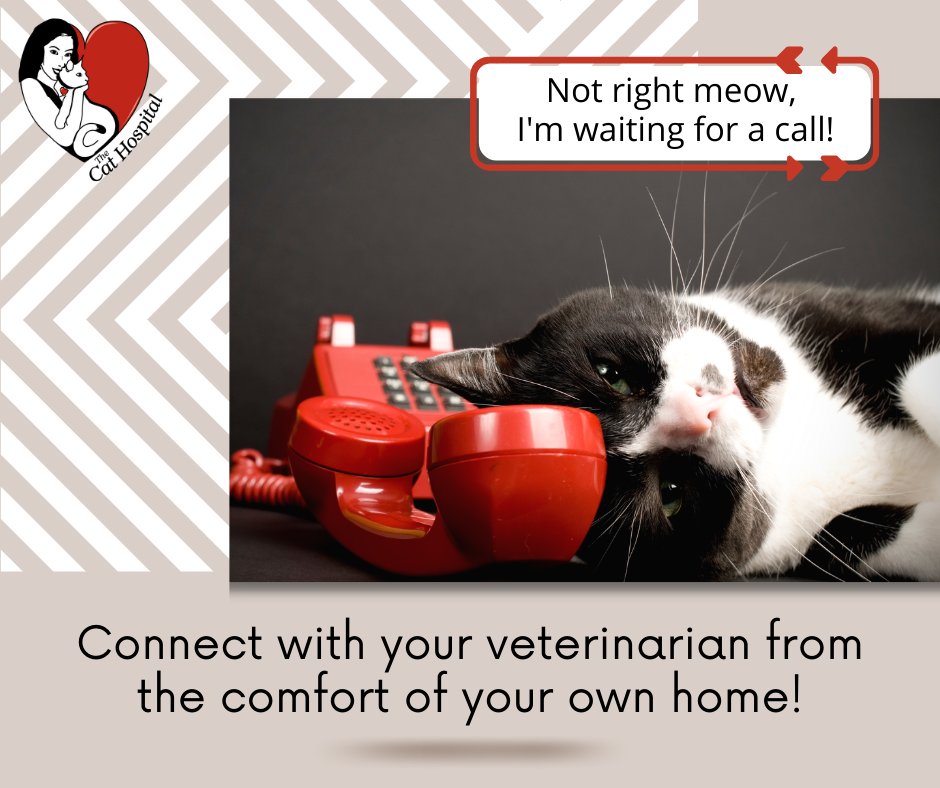 TheCatHospitals's tweet photo. The Bytown Cat Hospital #SmartVet Virtual Health Consultation service is easy to use- all you need is your computer, phone, or tablet- and your cat! Visit https://t.co/VDtKmjsGMd & register a free account. No download, no app, no Zoom required! Check it out!
#CatsOfTwitter #cats https://t.co/uQ9d3wGmLB