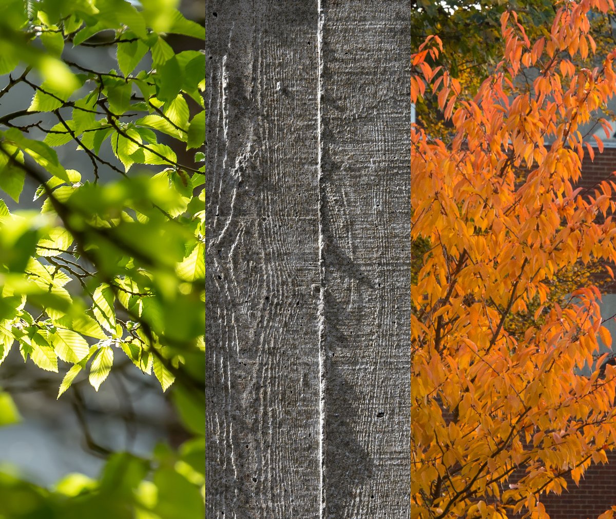 Three images from the Sussex campus - comprising trees and architectural detail