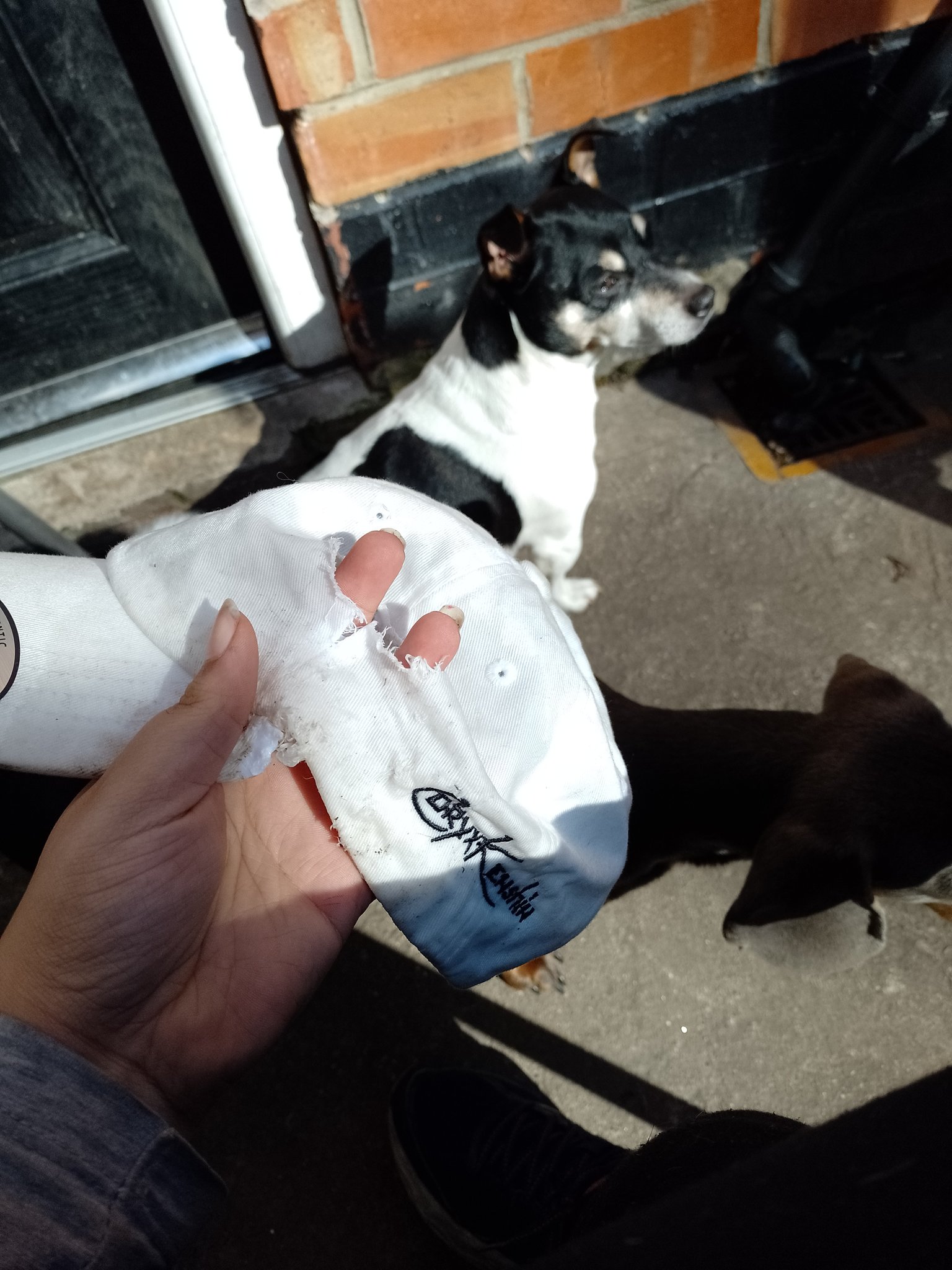 JayVenus on Twitter "Bro my dogs ate my momo hat 😭😭😭 CoryxKenshin