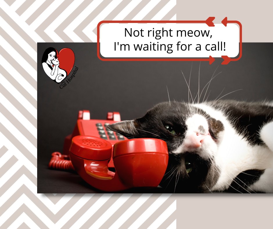 TheCatHospitals's tweet photo. The Bytown Cat Hospital #SmartVet Virtual Health Consultation service is easy to use- all you need is your computer, phone, or tablet- and your cat! Visit https://t.co/VDtKmjb5nD & register a free account. No download, no app, no Zoom required! Check it out!
#CatsOfTwitter #cats https://t.co/8l08rJvK5K