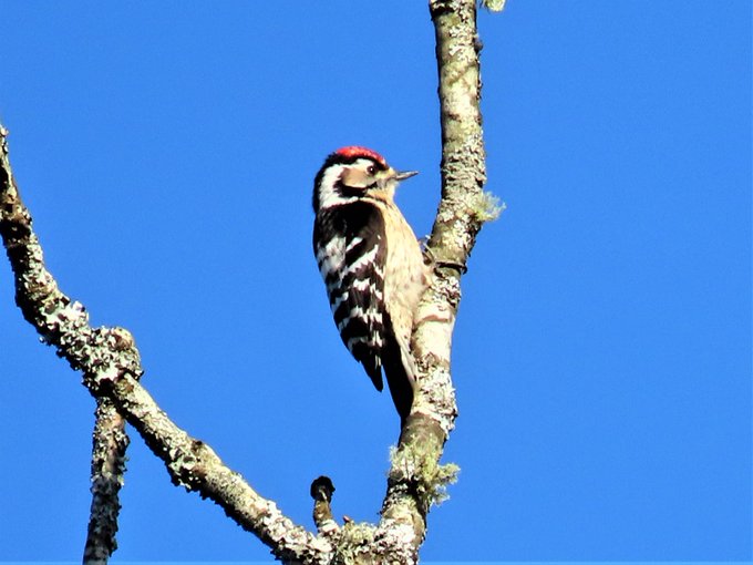 Lesser Spotted Woodpecker resting
