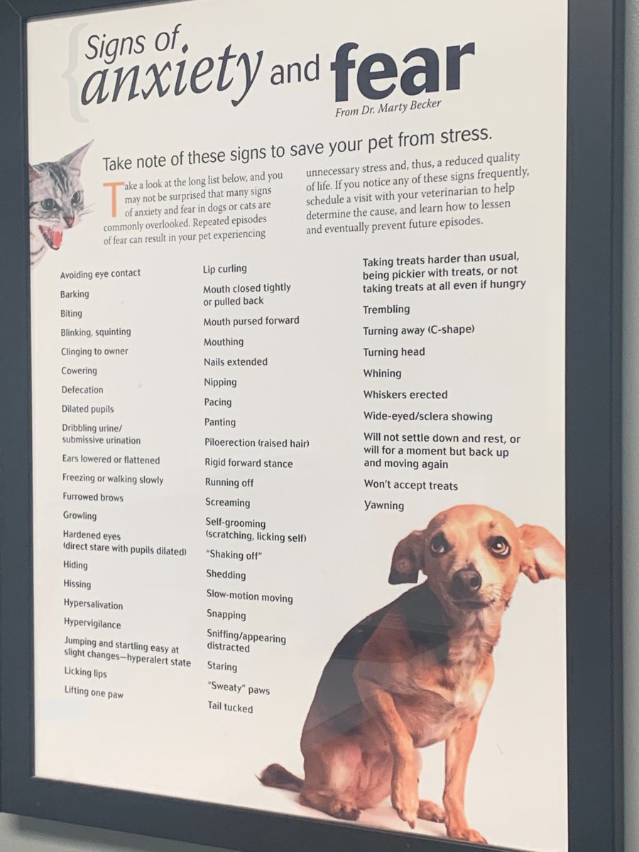 TtheVegan's tweet photo. The vet also said avoid ‘grain -free ‘ pet foods. It leads to heart disease. https://t.co/eJxhTAo2Kl