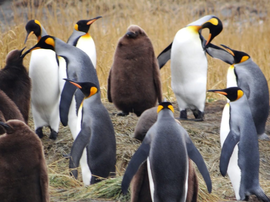 @BuhosNo Los amo. Más desde que que con los amigos de @CCCTDF visitamos la colonia de pingüinos rey. @rpinguinorey
En Bahía Inútil, #TierraDelFuego, Chile.
Esos pichones son la cosa más linda que ví 🤗🐧🐧🐧🐧