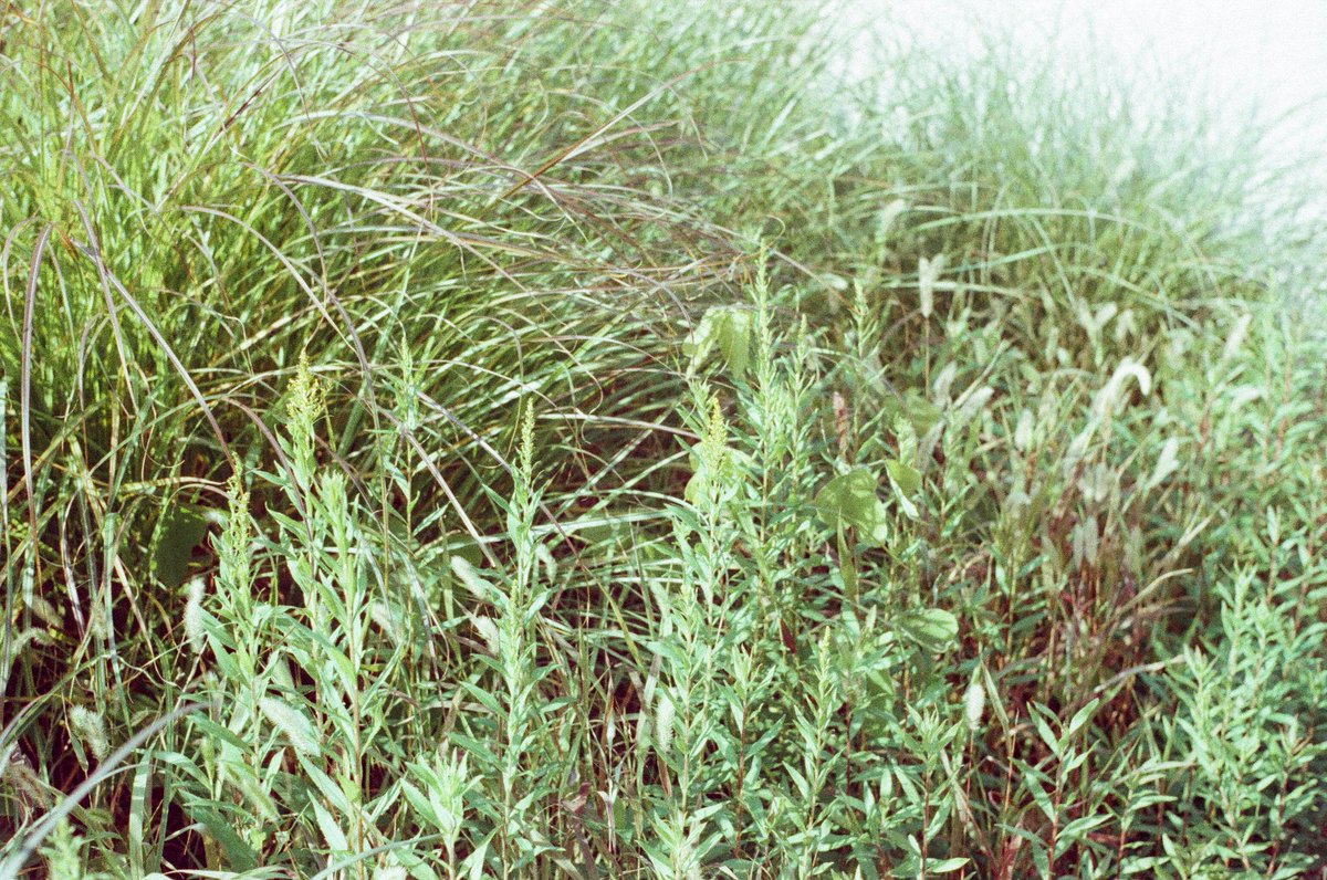 NakPonpom's tweet photo. Agfa Karat IV, Solagon 50mm f2.0, Ferrania Solaris400 expired
#agfa #karat #solagon #ferrania #solaris #expiredfilm #filmphotography https://t.co/252mToCmgP