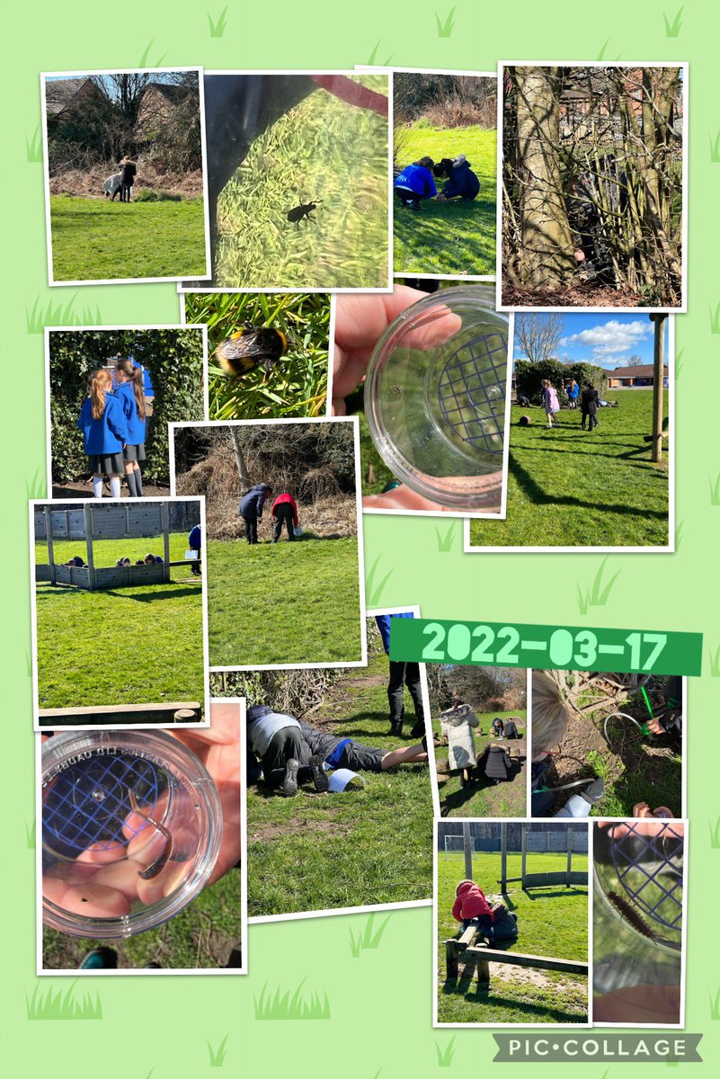 Denise_Gentry1's tweet photo. @TemplarsPrimary now the sun is shining we were able to go outside on a bug hut #science #nature #classificationkeys #outdoolearnings https://t.co/XLPBVIFs01