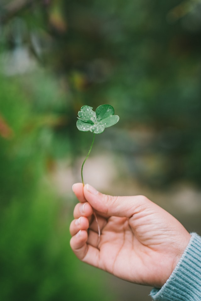 MGC_Recruteurs's tweet photo. Pourquoi le trèfle à 4 feuilles porte chance? Selon les légendes,  la première feuille apporterait la renommée ; la deuxième, la richesse; la troisième, l’amour ; et la quatrième, la santé.
Joyeuse Saint-Patrick 💚 https://t.co/v3PUYsoVf9