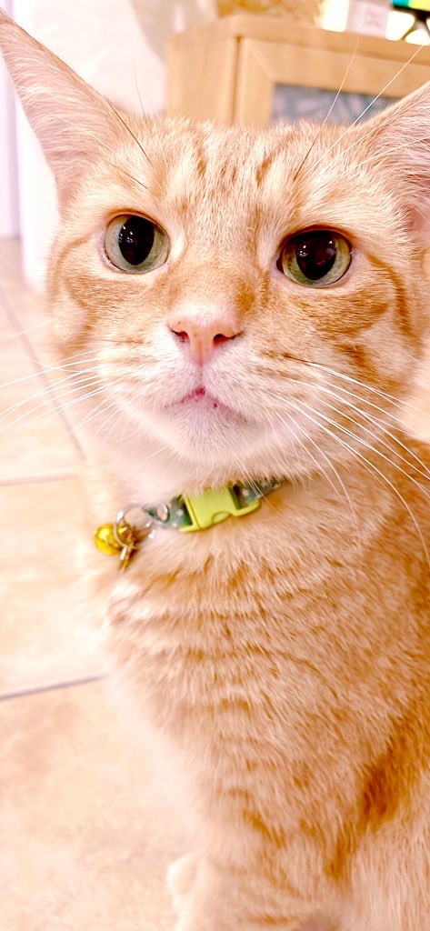 ginger_bobbie's tweet photo. Yeh! It’s almost Friday https://t.co/LHSs6JILco