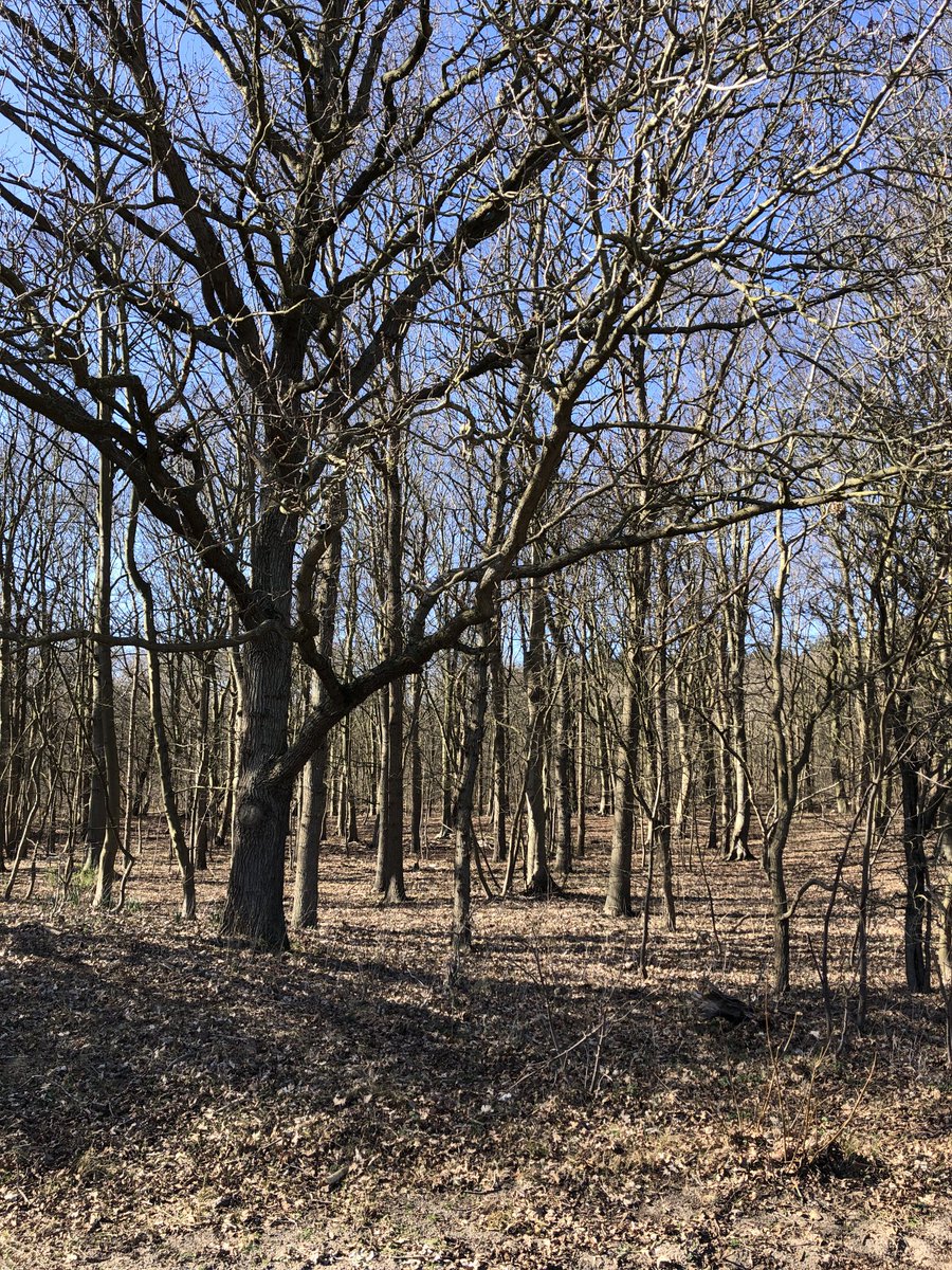 SrEmmanuele's tweet photo. Door de bomen het bos blijven zien. Zo ook... common life.
"Jaag de vrede na en tracht die te veroveren." #BenedictRules https://t.co/DUWwCUg2qL