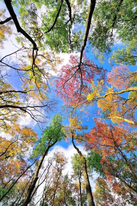 ☘️🍁🍂Doğanın renkleri