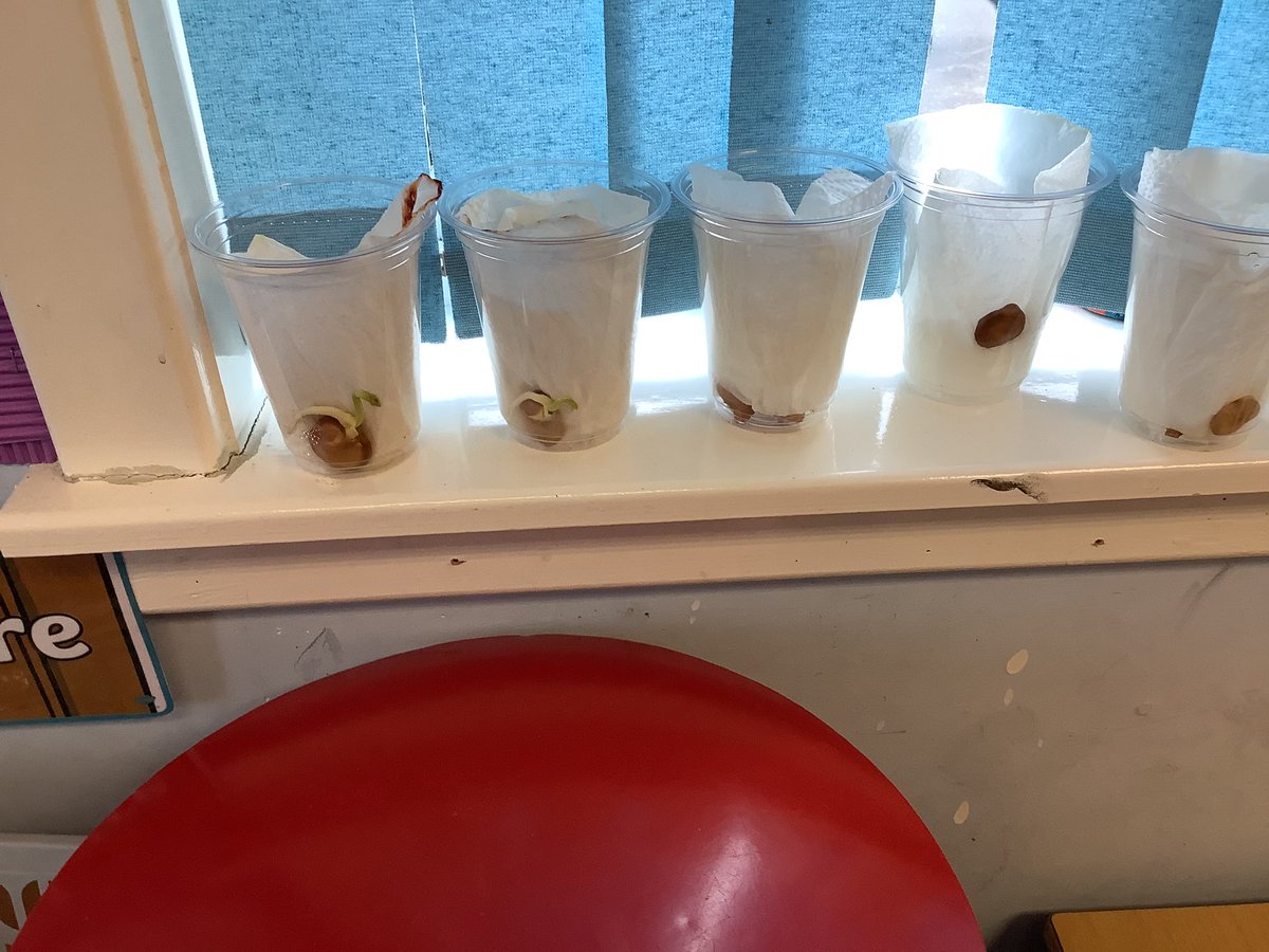 MrsLerpiniere's tweet photo. Week1 of our beans! We noticed that our bean have tiny roots and shoots! 🤩👏🏻🌈🌱@MissRCallaghan @MrsAChok @SSERCprimary @RAiSE_falkirk https://t.co/NwLaz6iqJG