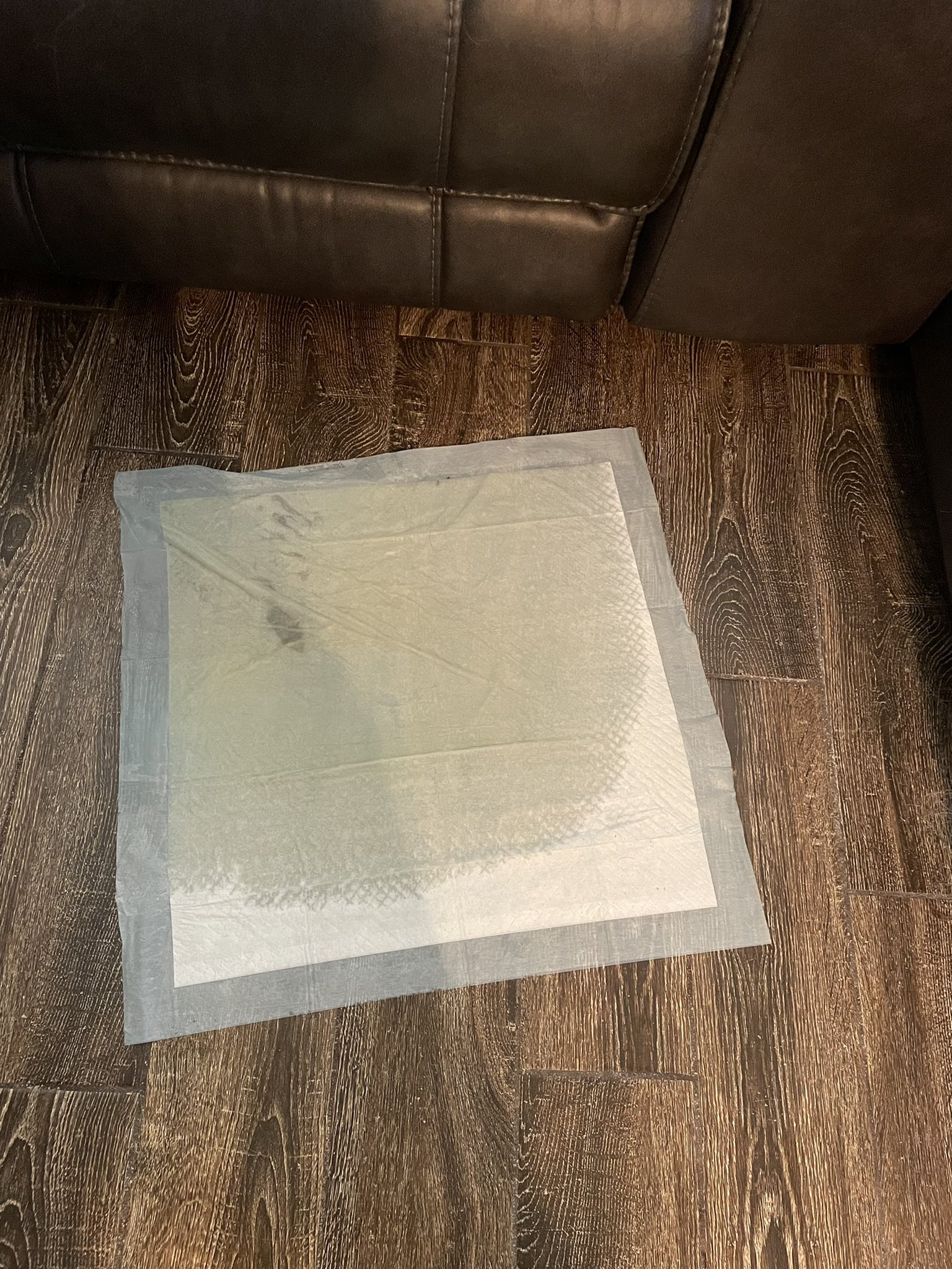 I did my morning pee on a puppy pad this morning 😄 https://t.co/CvawHYtuet