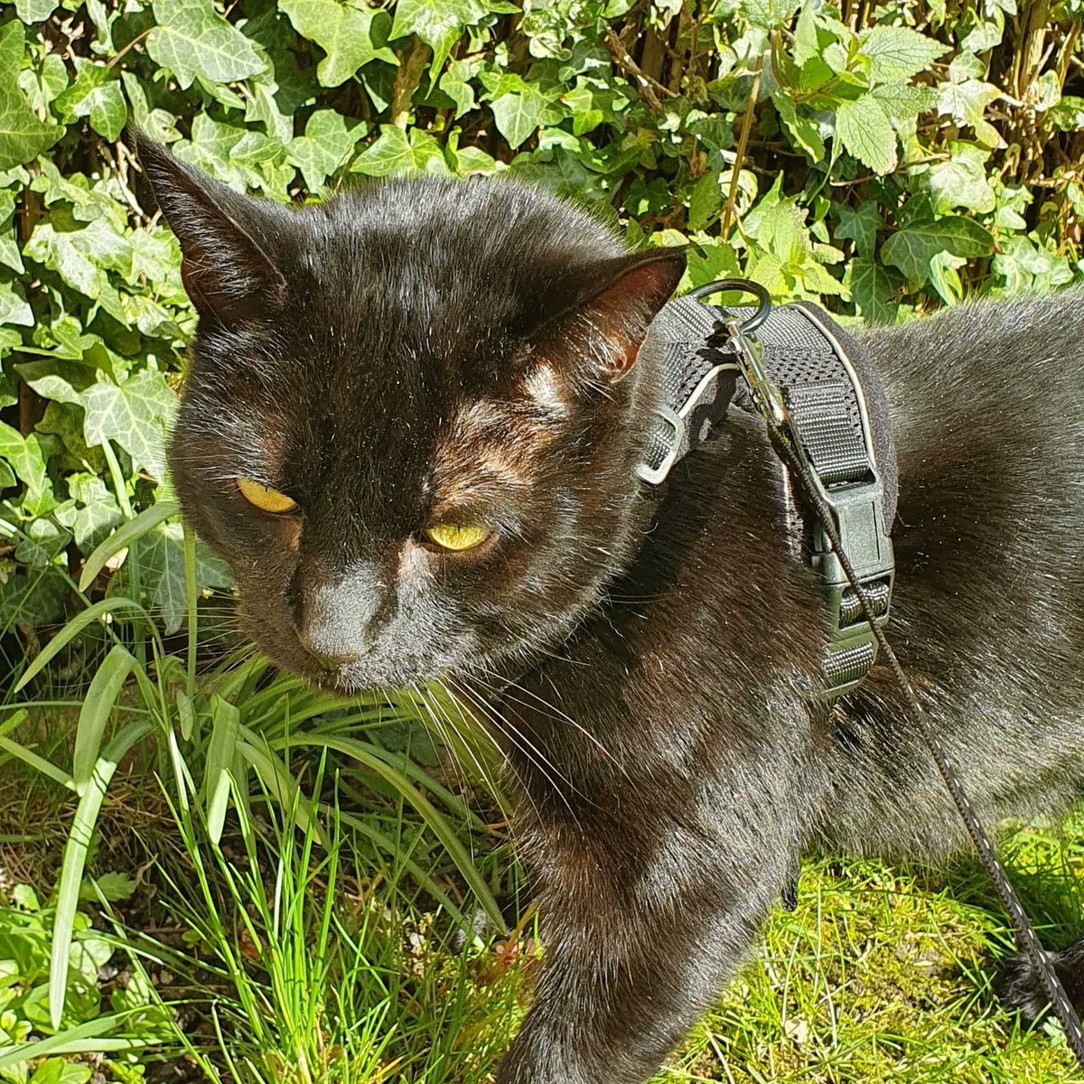 RunFit_Life's tweet photo. Sunny lunchbreak with my kitty. Hope you can grab 5 mins to enjoy it too 😽 https://t.co/ZVPkttFSjj