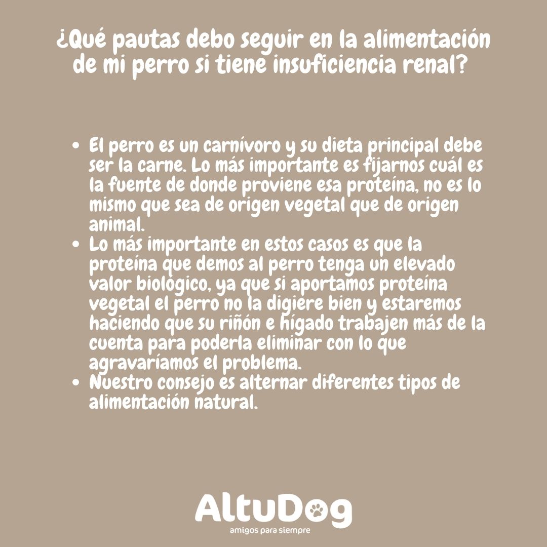Altudog's tweet image. La insuficiencia renal es la incapacidad de los riñones para eliminar las toxinas y productos de desecho del cuerpo. 
.
Esta enfermedad suele ser frecuente en los perros de edad avanzada, aunque también puede aparecer en perros jóvenes, y puede ir asociada a otras enfermedades.
