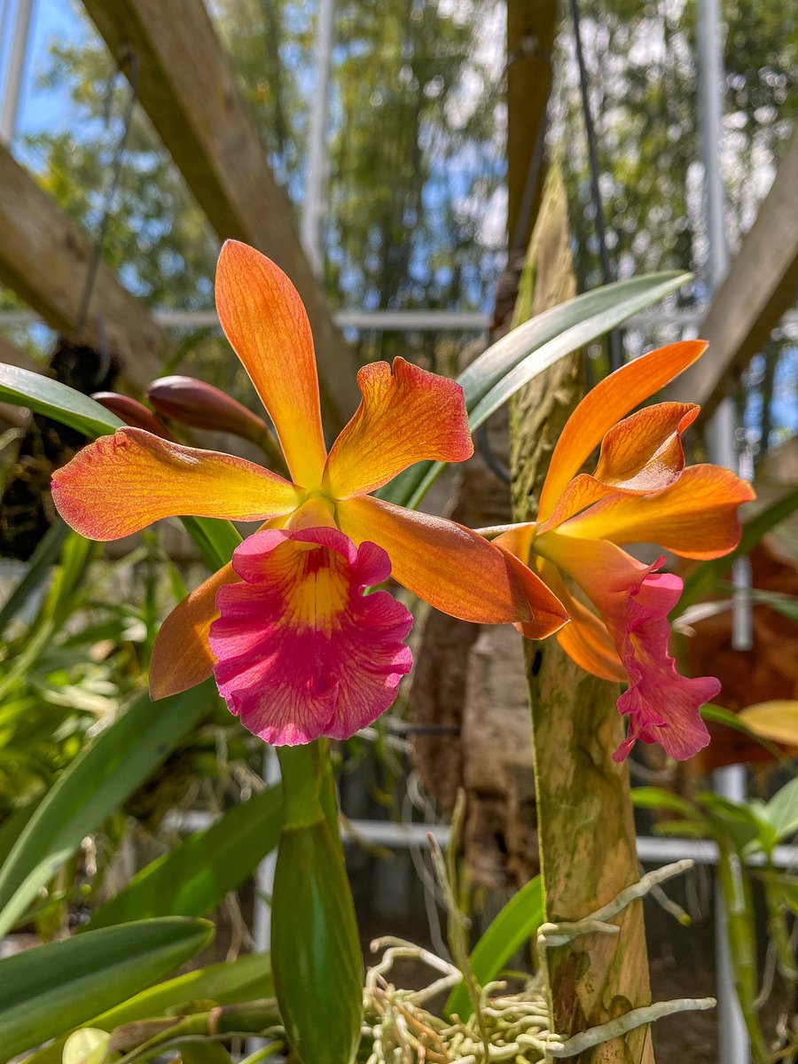 Orchids In The Mangroves On Twitter Good Morning From Bullara Redland Sunset I See Where It Got It S Name Orchid Flowers Mygarden Orchidgroves Https T Co 5m5cqalyfs Twitter