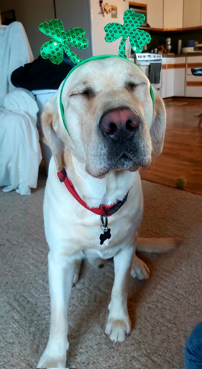 DoubleBeam's tweet image. Happy St. Patrick's Day! 🍀
#Hunter #DinoDog #PaleoLab #DinoLab #PaleoPup #LabLab