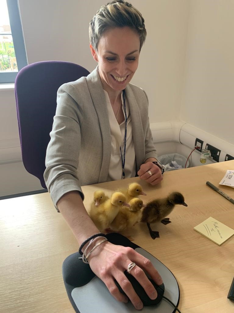 RadstonePrimary's tweet photo. This week we have been eagerly awaiting the arrival of our ducklings at TRPS 🐣 We are delighted to say that all 5 are happy and healthy and enjoying their new temporary home. They've even been helping Miss Jeffery with her work today. https://t.co/Za8n9eId5q