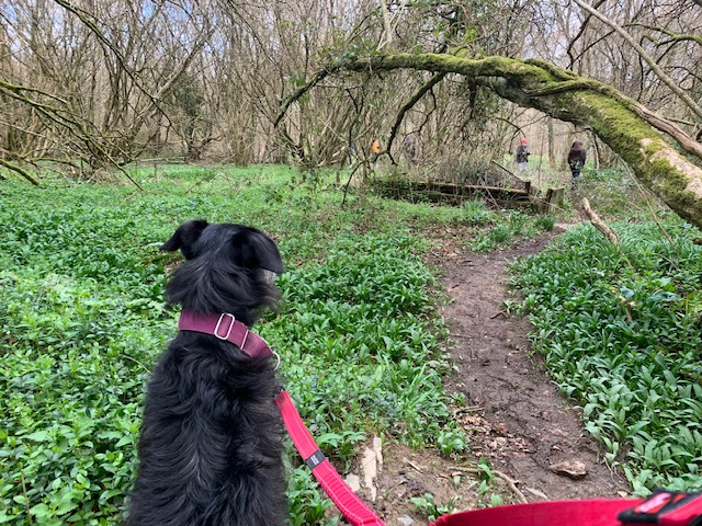 RiverDartAcade1's tweet photo. And then I accompanied Year 11 and Stitch on a long walk in the woods at lunchtime..  Great to spend time with our students and all enjoy the benefit of the great outdoors.. but I am shattered!  Teaching Assistants of the world, we love you + you rock!! 💕 https://t.co/BIB6r3az01