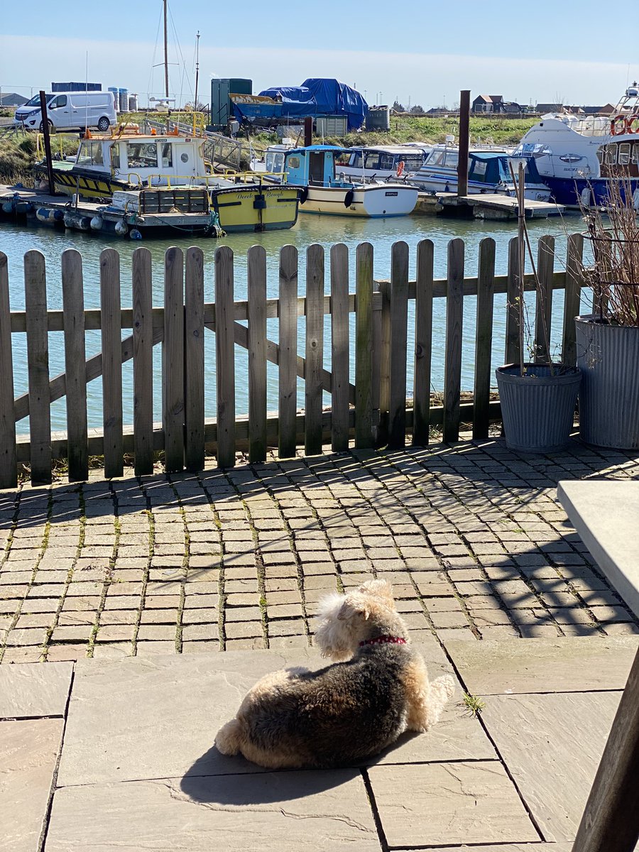 Just watching the world go by #lakelandterrier