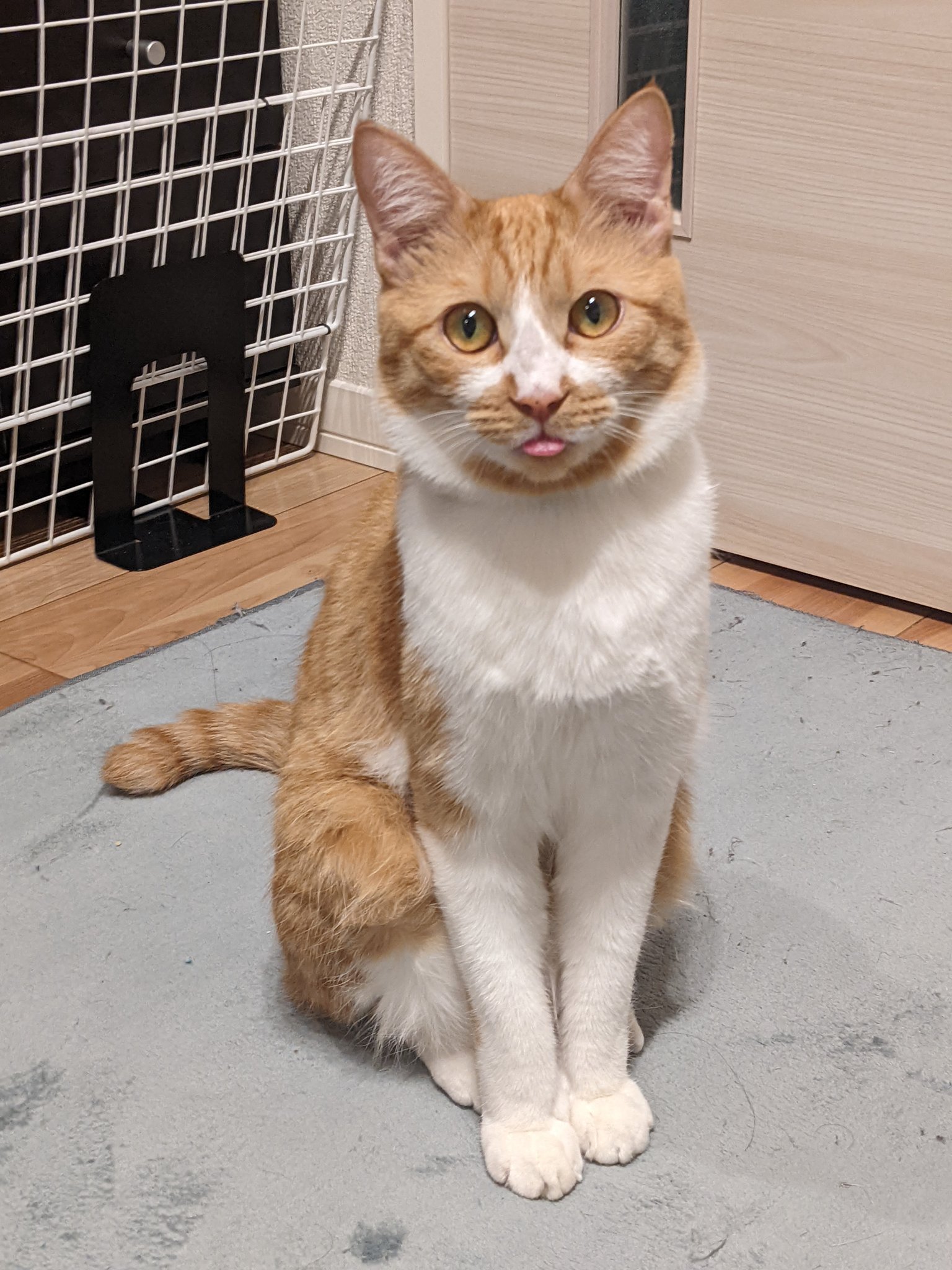 茶白の麦介 何そのカワイイ顔 猫 猫のいる生活 猫のいる幸せ 猫好きさんと繋がりたい 保護猫 茶白猫 T Co 6yvbtv6ump Twitter 茶白の麦介 何そのカワイイ顔 猫 猫のいる生活 猫のいる幸せ 猫好きさんと繋がりたい 保護猫 茶白猫 T Co 6yvbtv6ump Twitter