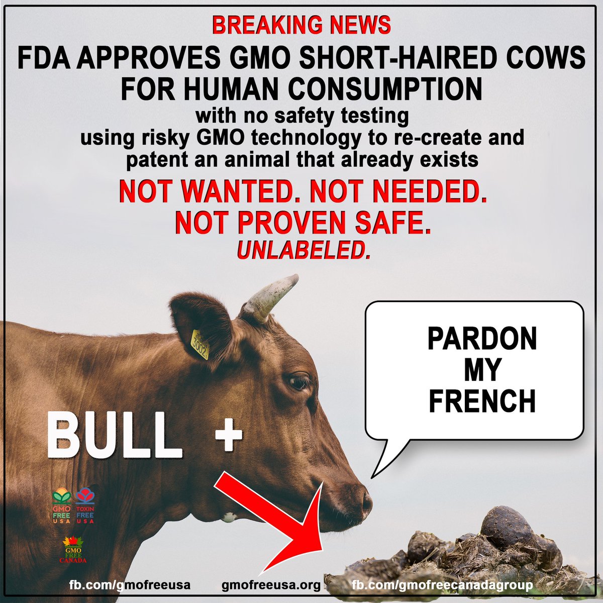 BREAKING: FDA has approved the 1st #GMO cow for human food consumption. The GMO short-haired cow was created using risky genetic engineering technology called #CRISPR. They haven't been safety tested and there is no proof the meat is safe to eat. fooddive.com/news/fda-appro…