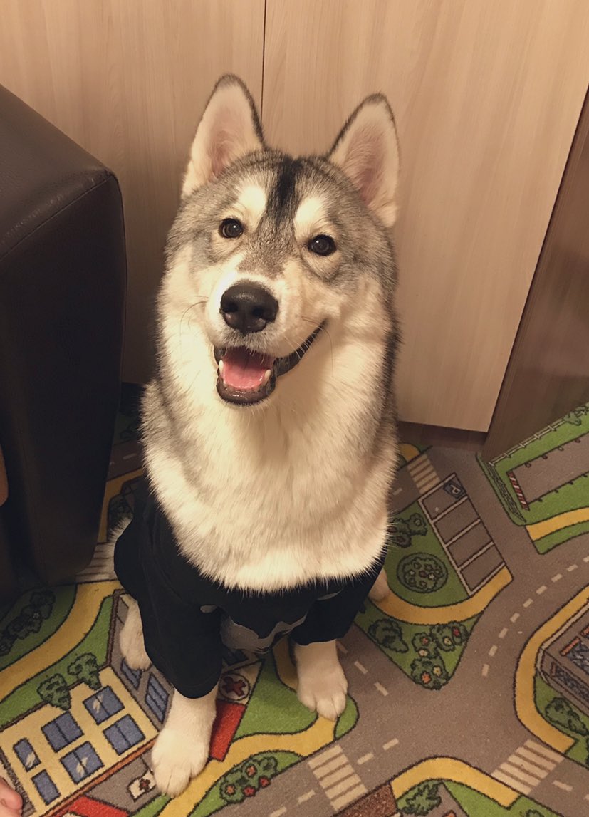 Lyubowarty's tweet photo. I love the husky breed and they are very charismatic and sometimes remind us, I decided to draw my #NFT collection dedicated to my dog Grand, I hope you like it
S O O N
#GRANDCOLLECTION https://t.co/suijZgjr12